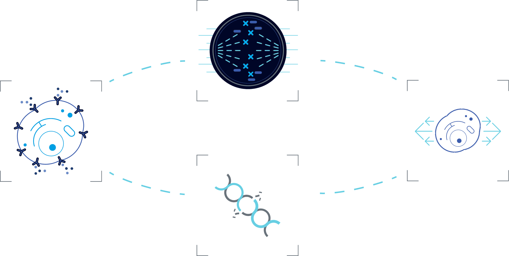 TTFields impact on cellular mechanisms diagram