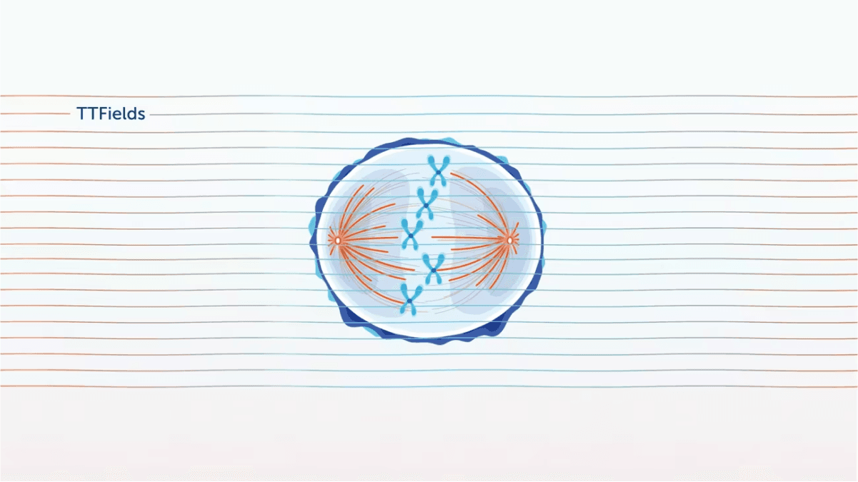 Desktop version of mitotic cell division affected by TTFields